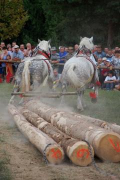 XI.ročník Furmanskej súťaže ťažných koní O valašku (10) XI.ročník Furmanskej súťaže ťažných koní O valašku (10)