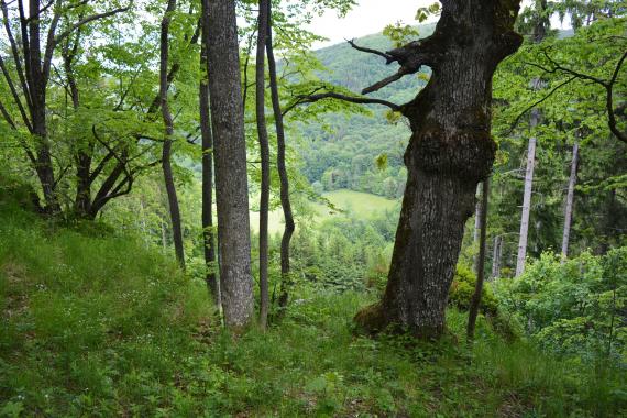 Pohľad z hradiska dolu na horskú lúku Pohľad z hradiska dolu na horskú lúku